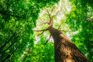 ARTUS BSG Wachstum baum