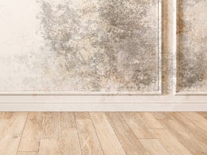 Feldema Schimmel Foto